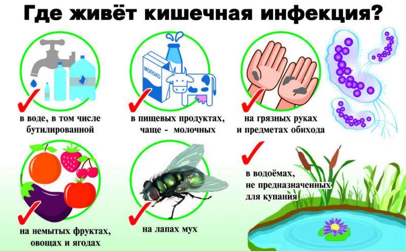 Где живет кишечная инфекция?